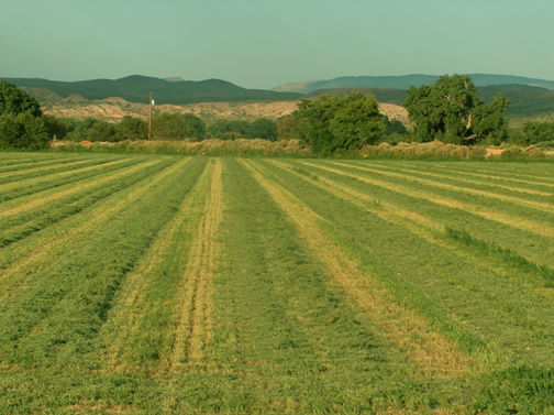 Alfalfa field just after cutting
