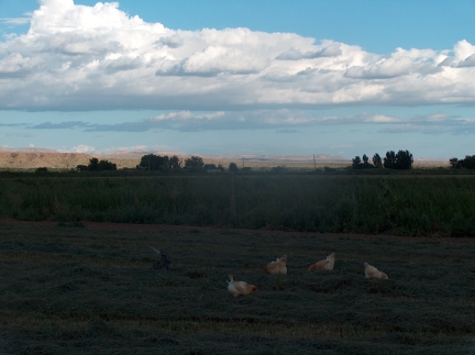 Chickens in newly mowed orchard grass