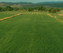 VB Farms Fields