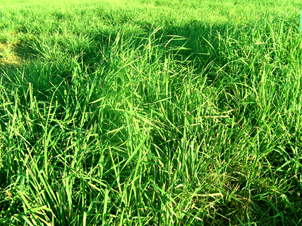 Close-up of Orchard Grass