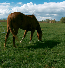 Horse Grazing on Orchard Grass